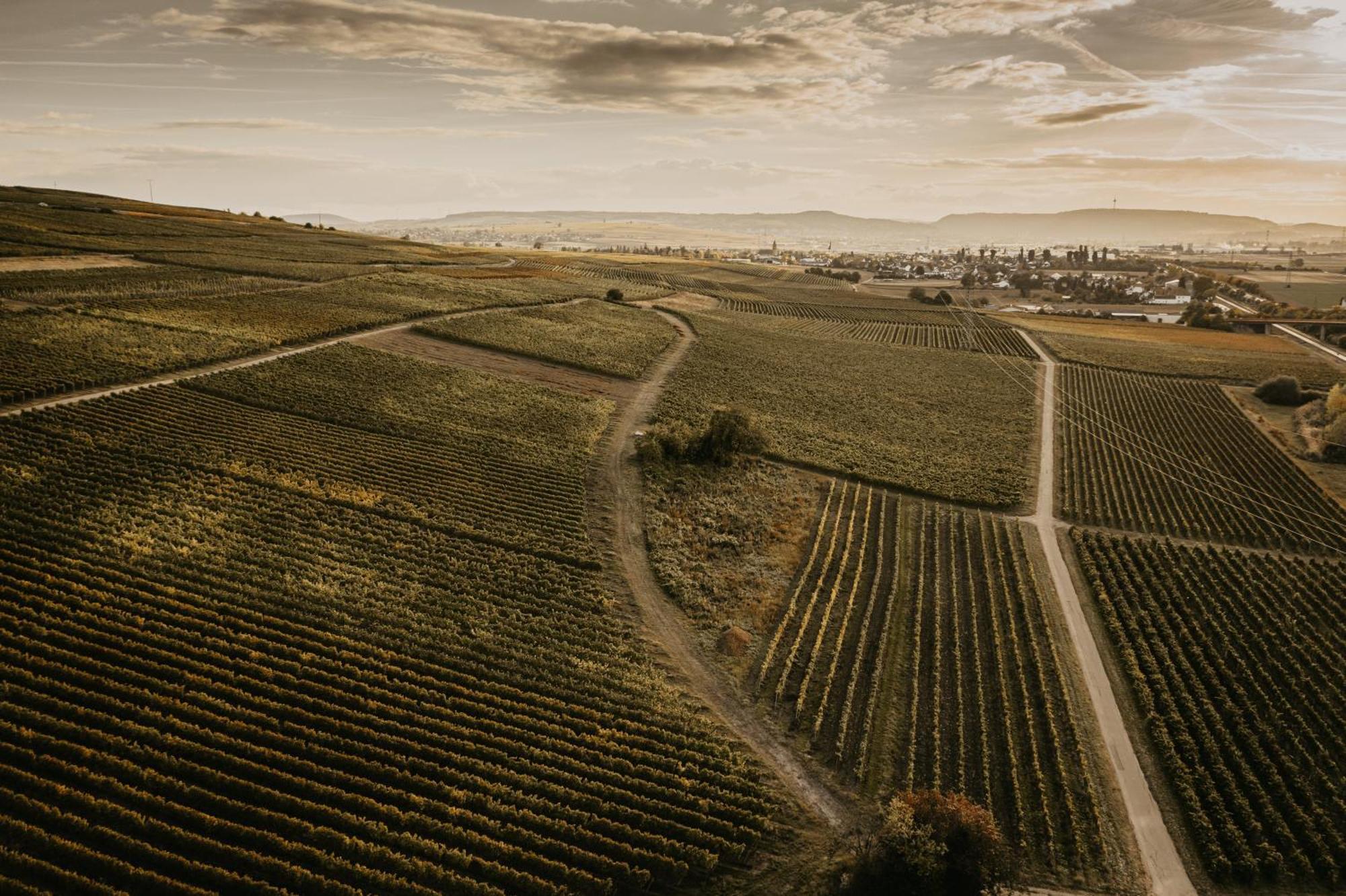 Weingut U. Gaestehaus Vogt-Fehlinger Biebelsheim Dış mekan fotoğraf